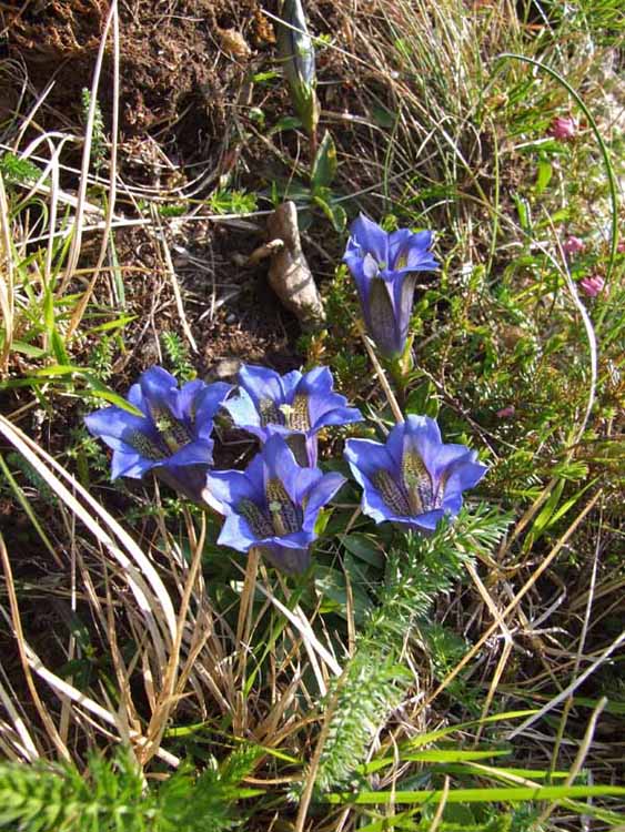 Fioritura di genziane G. kochiana e G. clusii